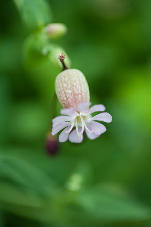 花朵,其他種類的植物,君影草,鈴蘭,山谷百合,風鈴草,植物花卉鈴蘭花