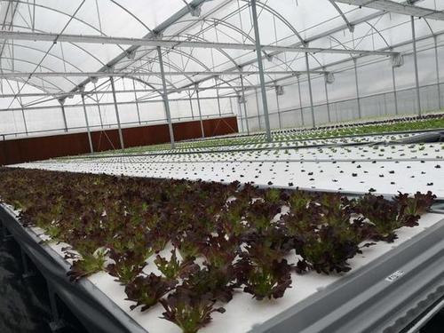 真智能!平湖農開區(qū)蔬菜工廠一人可培育百萬苗