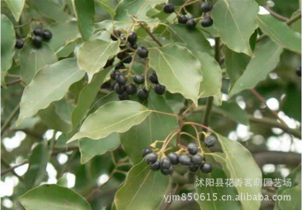 供應(yīng)新采林木大葉香樟種子烏樟樹桴樹耐凍可以廣泛種植