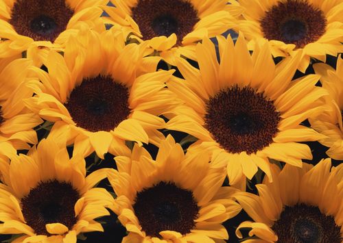 花朵背景圖片(12) - 植物花卉 - 設計帝國