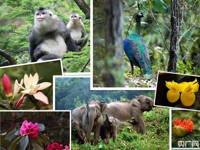 云南林草高質(zhì)量發(fā)展 國土綠化樹起綠色豐碑