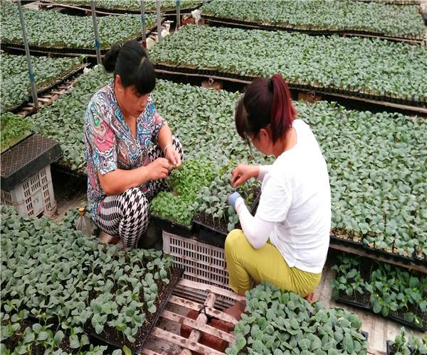 各類蔬菜種苗培育代育,種苗,凱盛農業(yè)