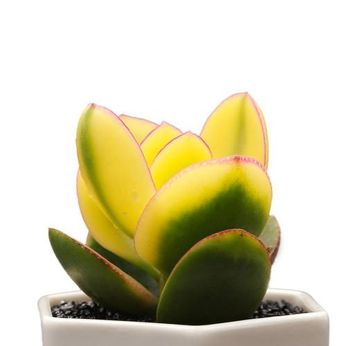 永盛園藝|精選肉肉組合 萌肉肉植物盆栽 多肉綠植花卉 新花月錦_7折