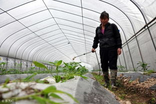 大棚蔬菜連作栽培病蟲害嚴(yán)重怎么辦