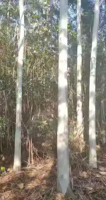 福建省泉州市泉港區國有筆架山林場林木采伐權拍賣公告