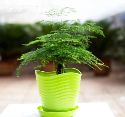 客廳裝飾文竹盆景效果圖