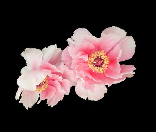 位圖 植物 花朵 寫實花卉 高清 免費素材