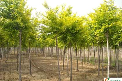 黃驊林木產品信息_找信息上黃驊百業網林木頻道