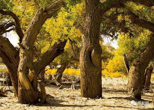 開展林木轉基因工程活動審批管理辦法 3月1日施行