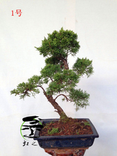 【針柏盆景】最新最全針柏盆景 產品參考信息