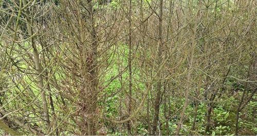 預警 一種新的毀滅性林木害蟲在溫州多地暴發