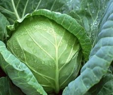 主要從事蔬菜遺傳育種及各類蔬菜品種和栽培技術(shù)的產(chǎn)業(yè)化開發(fā)與推廣