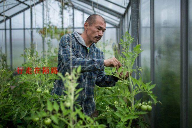 因緣際會(huì)來到格陵蘭首都努克的一家溫室蔬菜培育中心擔(dān)任園丁,由于