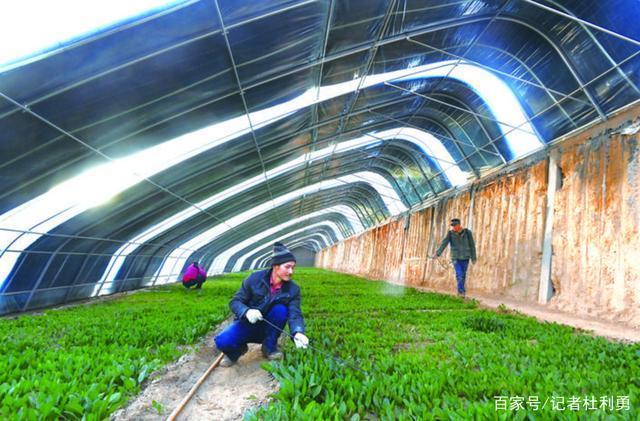 農(nóng)民們正忙著培育,管護(hù)各類蔬菜作物,為保障今冬群眾"菜籃子"供應(yīng)充足