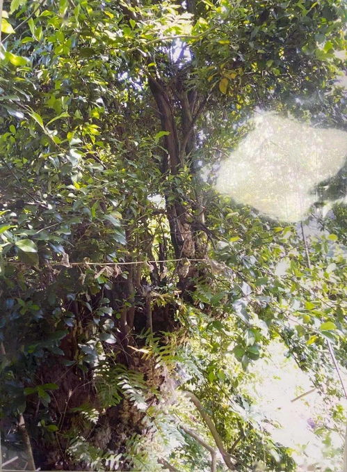 習水公安擒獲盜竊團伙,涉案金額高達7萬余元