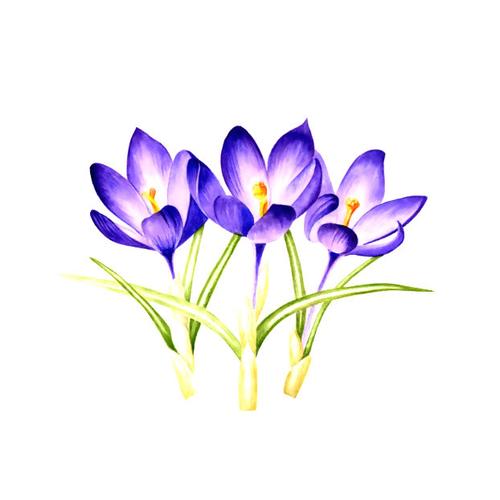 位圖 植物 寫意花卉 花朵 免費素材