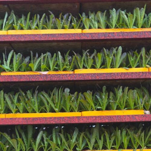 供應(yīng)產(chǎn)品 - 昭通市巧家縣永山蔬菜種苗培育基地