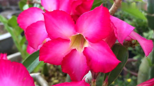 家庭養殖花卉的一種簡單有效的自制營養液,學會一年能省不少錢