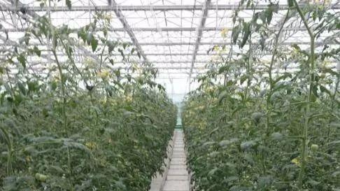 表情 無土栽培需要投資多少錢栽培技術(shù)有哪些 哪些蔬菜可以無土栽培 ... 表情