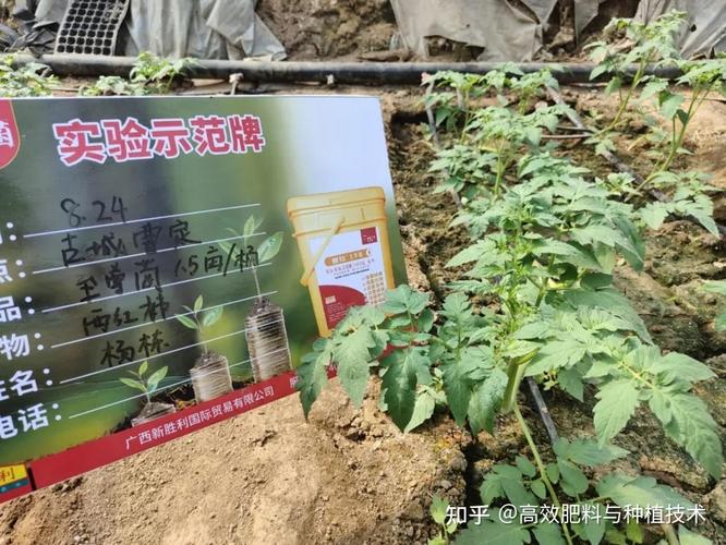 蔬菜定植后澆好前三水是培育壯苗的關(guān)鍵怎么澆你清楚了嗎