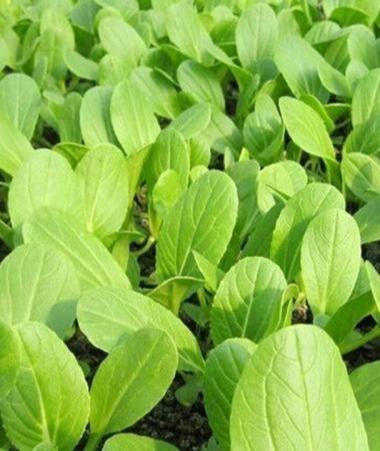 必須的營養品,我們更須培育好自己的蔬菜種子.