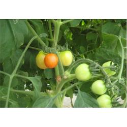 廣東冷凍蔬菜批發(fā) 冷凍蔬菜供應(yīng) 冷凍蔬菜廠家 網(wǎng)絡(luò)114