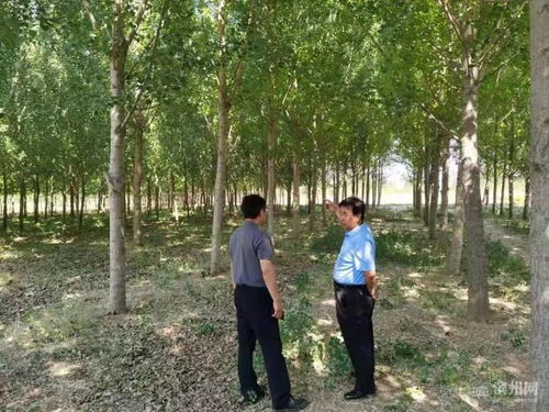 陽信15135畝林木通過FSC FM認(rèn)證