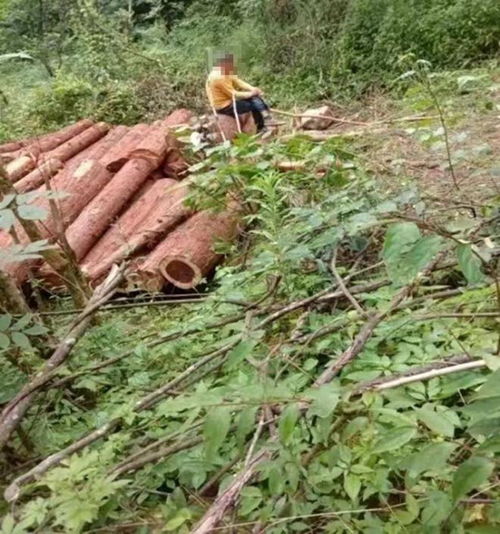 恩施鶴峰 村民林木遭砍伐舉報人質(zhì)疑案審存在違紀(jì)違法