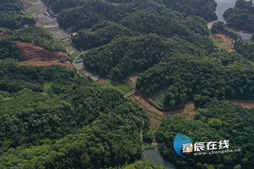 濫伐林木 長沙兩男子獲刑3年并賠償11萬余元生態(tài)修復(fù)費