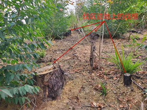 太平韓某彬伙同韓某林等6人,多次盜伐了藤縣永平村的桉樹,獲利1萬多元