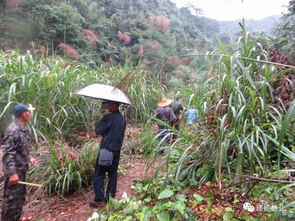 盜濫伐林木大案 這個村主任 犯渾 把自己犯進(jìn)大牢
