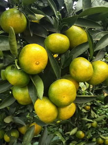 常德千思一年生優(yōu)質特早熟由良柑橘苗均高50cm