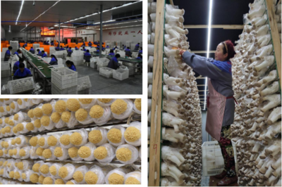 縣現(xiàn)代農業(yè)示范區(qū)推進產業(yè)規(guī)模發(fā)展