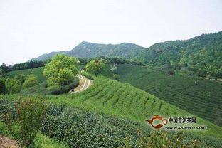 九曲紅梅產自哪里