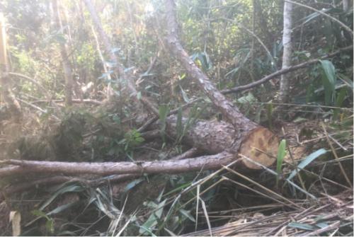 盜伐林木罪如何認定