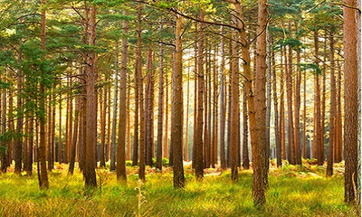 宋清輝:當下林木產(chǎn)品市場表現(xiàn)低迷