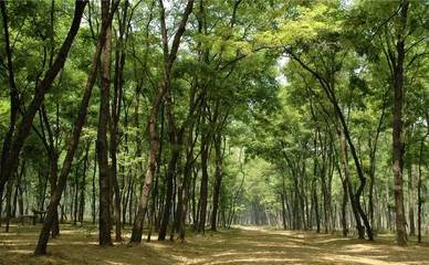 商丘:民權(quán)林場人沐浴改革春風(fēng) 黃河故道旁筑起&ldquo;綠色長城&rdquo;