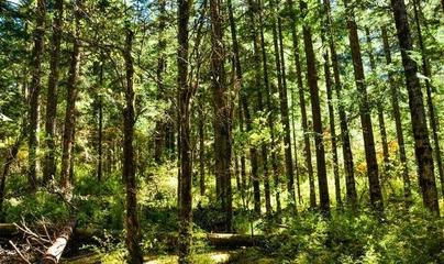 原始森林是日則溝風(fēng)景線的頂端,林木遮天蔽日十分的愜意