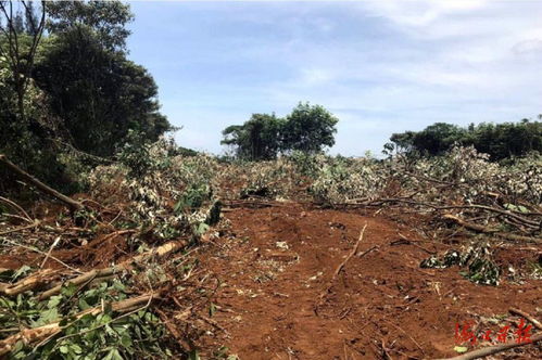 毀壞林木林地面積20.37畝 兩名男子被海口森警刑拘