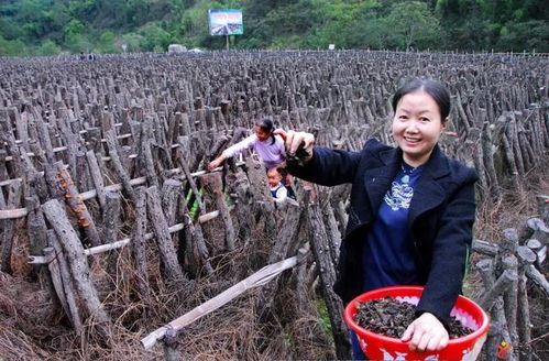 云陽鄉鎮街道形象宣傳大比拼第七期 快來為家鄉投票