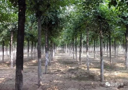 2020年,老品種將面臨巨大挑戰