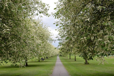2016草色豐茂,林木秀美,一派自然_圣約翰學院評論 - 去哪兒攻略社區