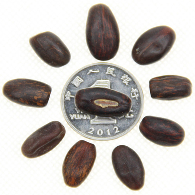 批發林木種子刺桐樹、雞冠刺桐種子、保證質量、發芽率高量大優