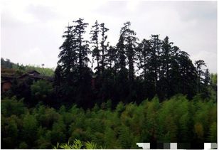 怎樣計算楊樹活林木材積量