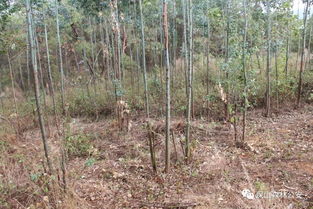 法網恢恢疏而不漏 濫伐林木要被抓