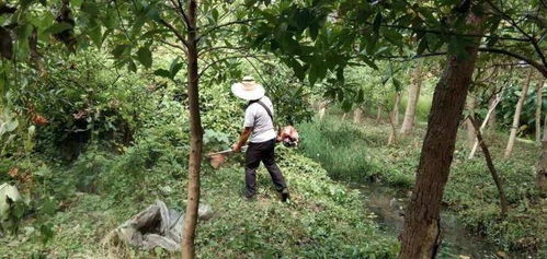 南昌縣八一鄉 抓好綠化日常管護 確保林木只增不減