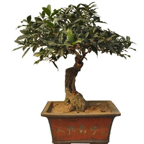 山東盆景名家精品邀請展引游客關注