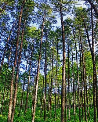 林區穿越大興安嶺,天高云淡