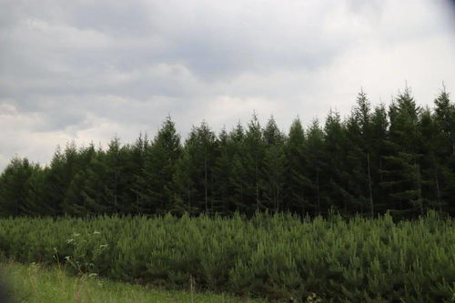 林木種苗美了環境 富了百姓