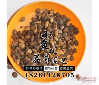 【林木種子價格廠家直銷白皮松種子銷售包發芽白皮松種子】沭陽縣扎下鎮小魚兒花卉園藝場 - 產品庫